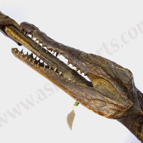 sudanese mahdist kaskara sword